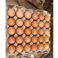 

30 BUTIR TELUR OMEGA3