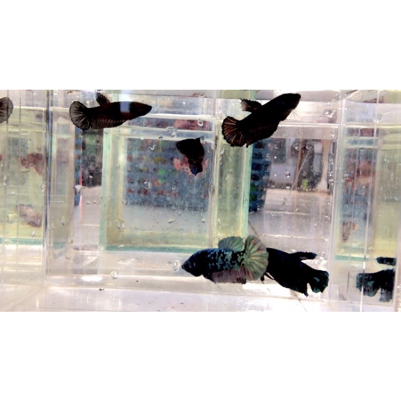 (Link Khusus) Plakat Multicolour & Avatar Gordon & Cooper