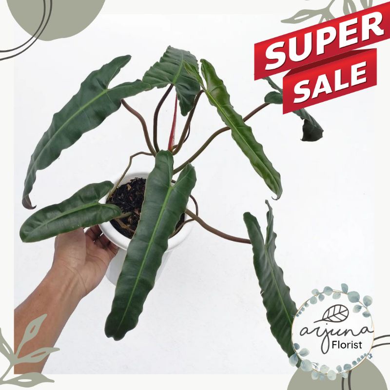 TANAMAN PHILODENDRO ABABIL PHILODENDRON ATABAPOENSE x BILLITIAE qinaya_flora