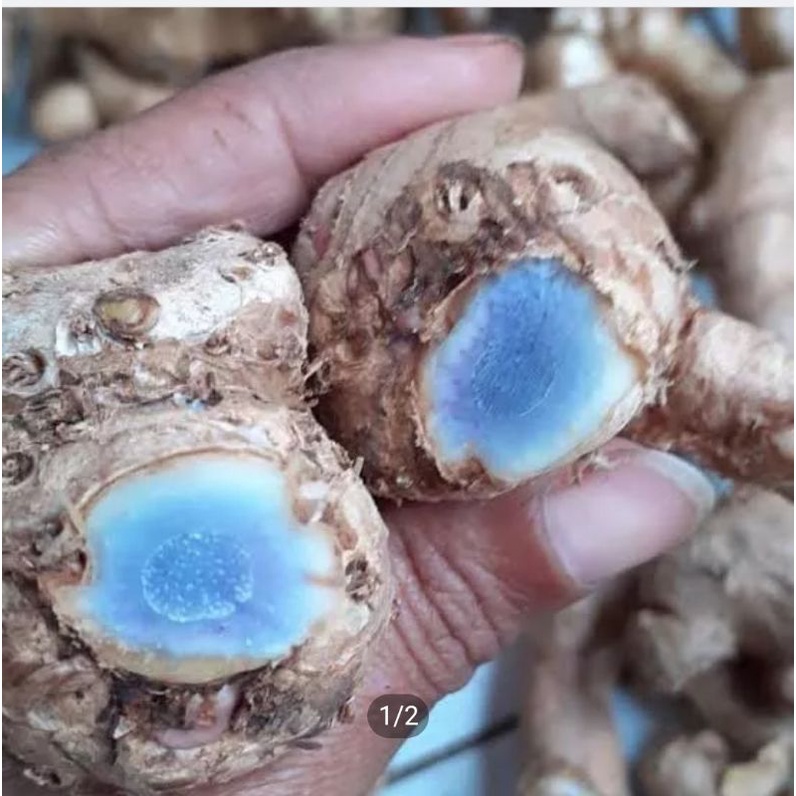 temu Ireng,temu hitam murah