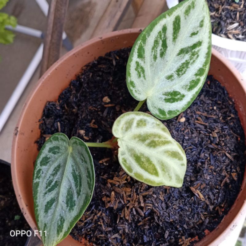 anthurium kuping gajah silver