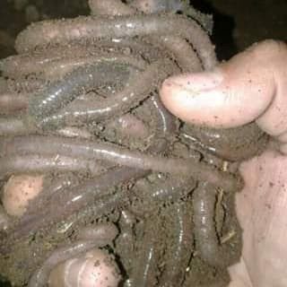 Cacing Kebo Kalung Hidup Umpan Mancing Pancing 1kg