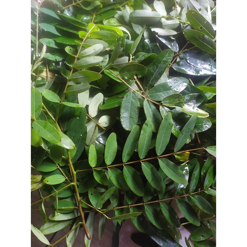 

daun johar segar 500rgam