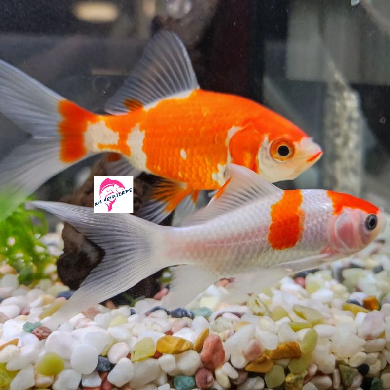 Hiasan aquarium / ikan hias komet merah putih slayer
