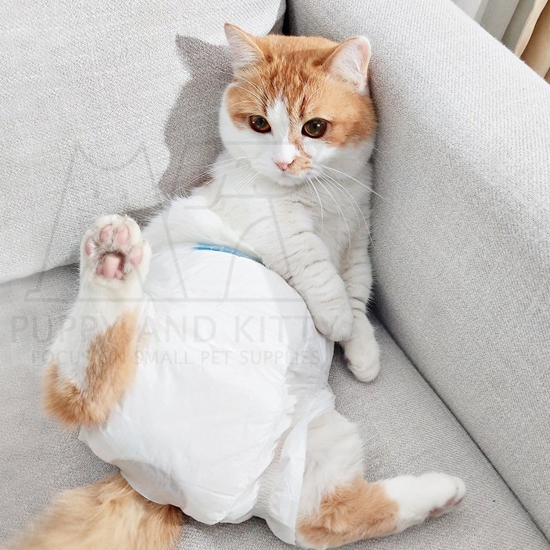 Pampers Kucing Anjing Diapers Kucing kitten Diapers Anjing Popok kucing Anjing Murah