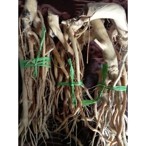 akar senggani batang besar untuk aquascape
