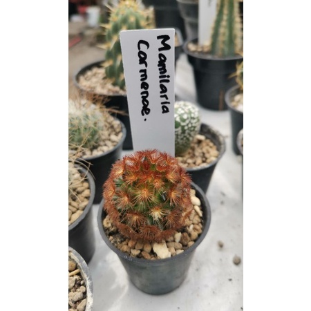 mammillaria carmenae rubrispina