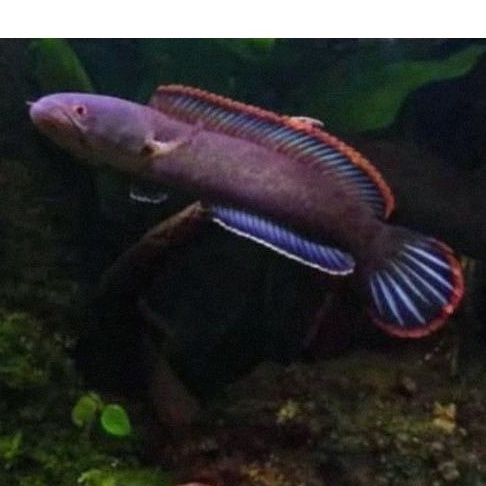 LIMBATA CB SIZE 10-14CM ORIGINAL KEBUTUHAN AKUARIUM MURAH COD