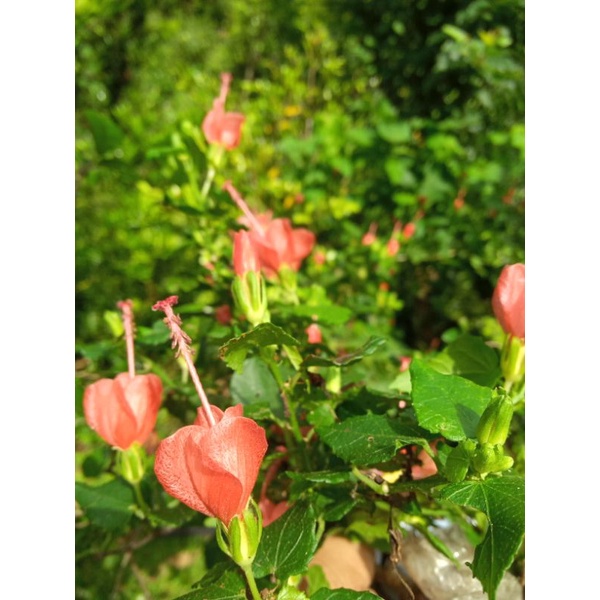 bibit bunga sepatu mikro/belgia