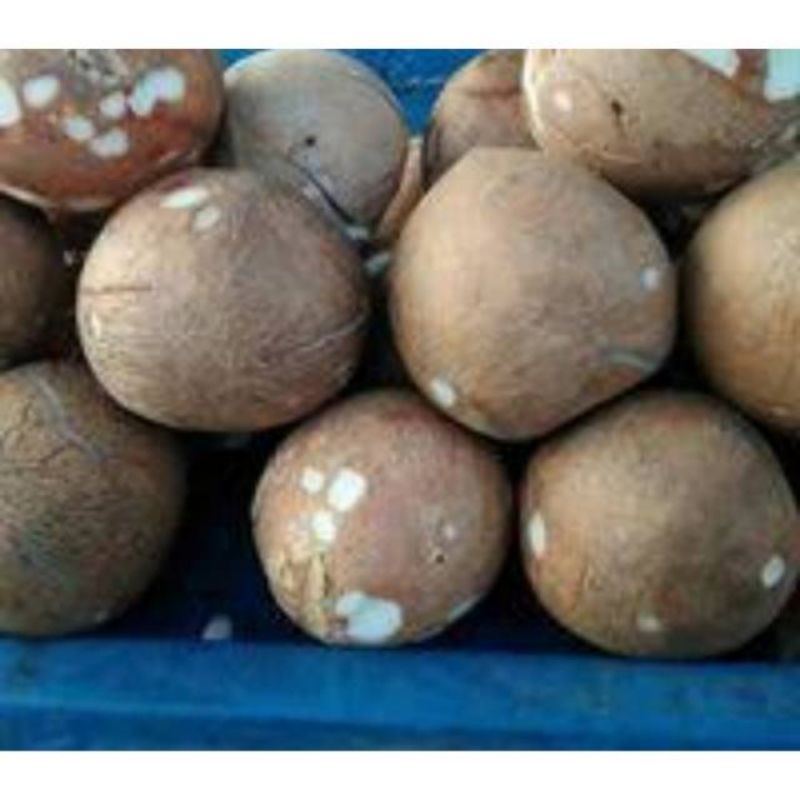 

kelapa santen