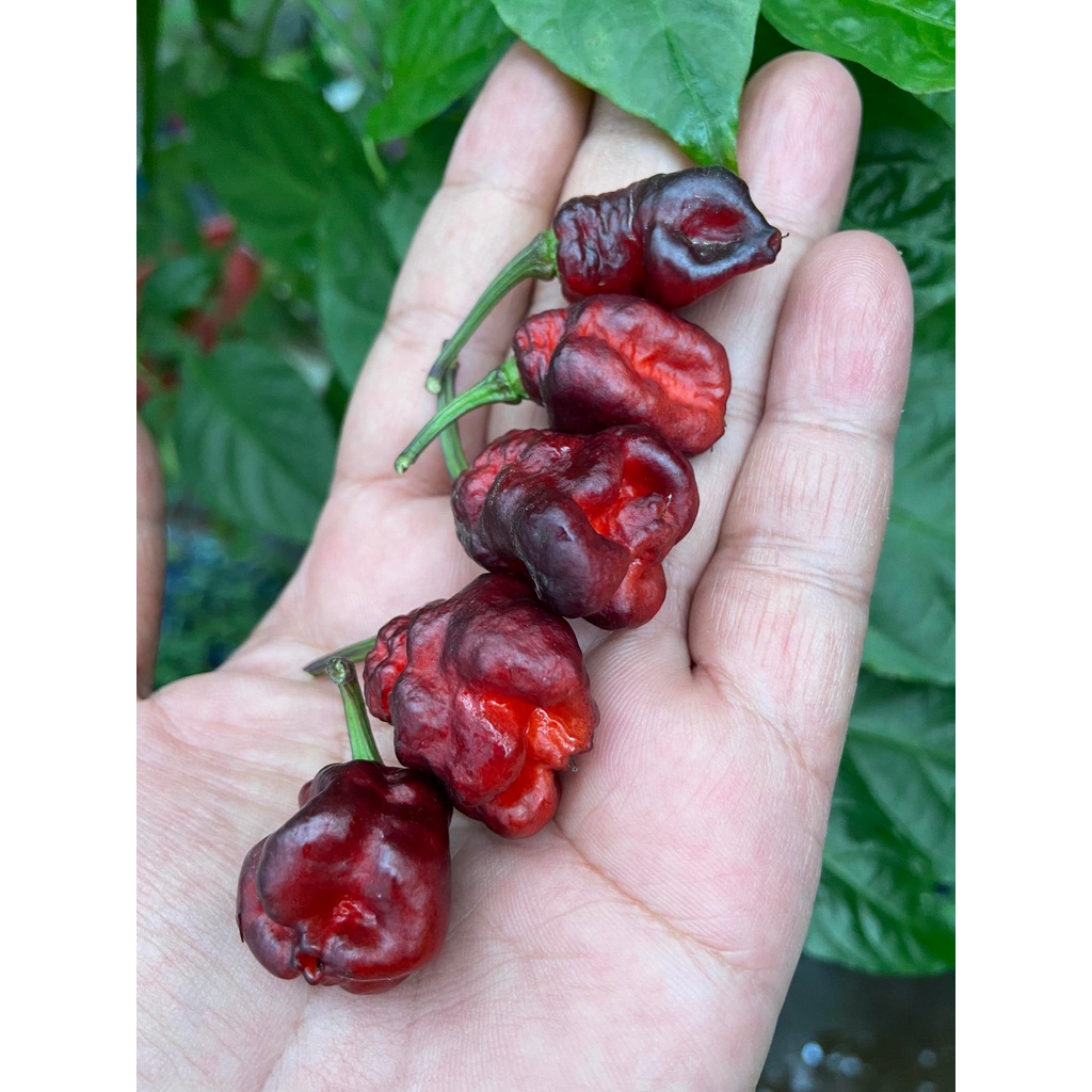 Benih Bibit Biji - Cabai Round Pheno Pepper Cabe Super Pedas Seeds