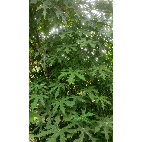 

Daun Chaya/ Pepaya Jepang 50 lembar