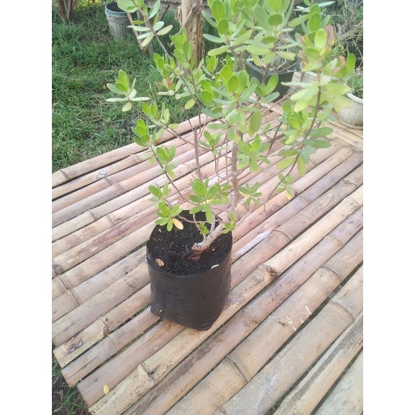 Santigi karang ( biasa ), semai biji . Kode 1.5