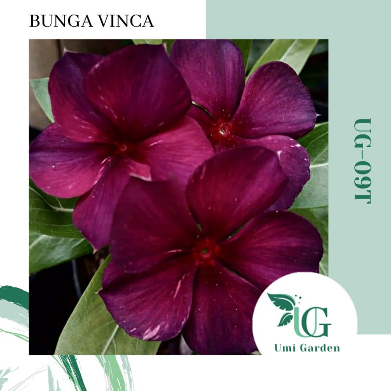 15 Biji Bunga Vinca Juntai Tapak Dara Tatto BlackCherry