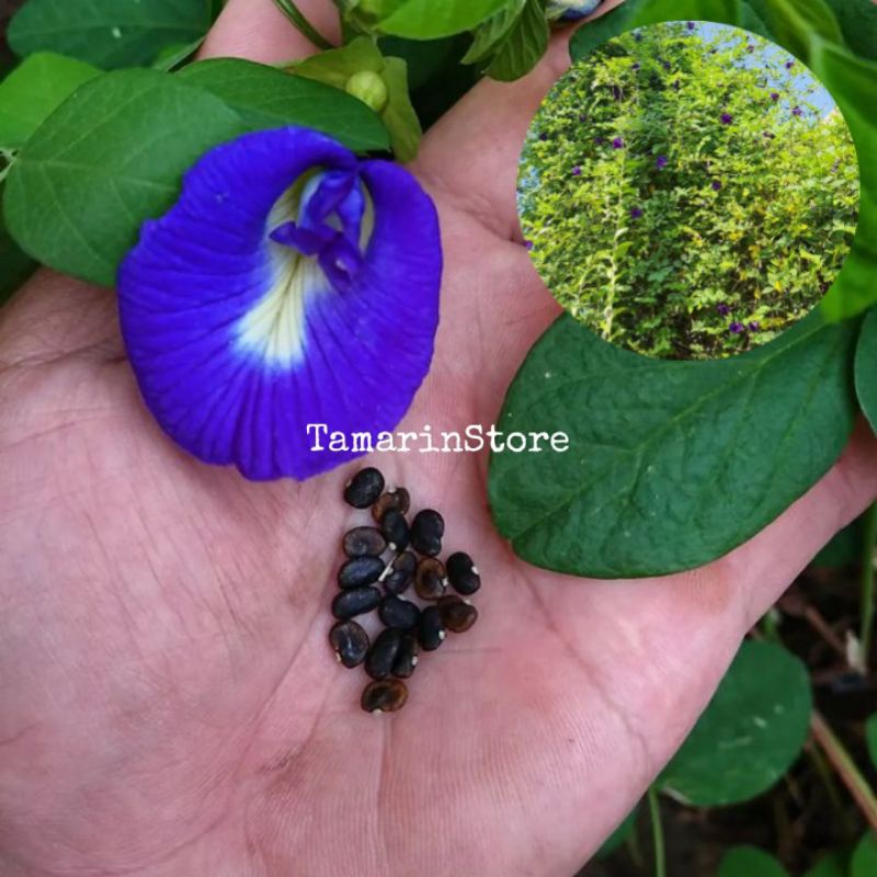 Biji Benih Bunga Telang Biru - 15 Biji