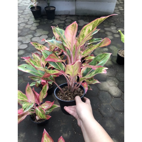 Aglaonema lipstik orange