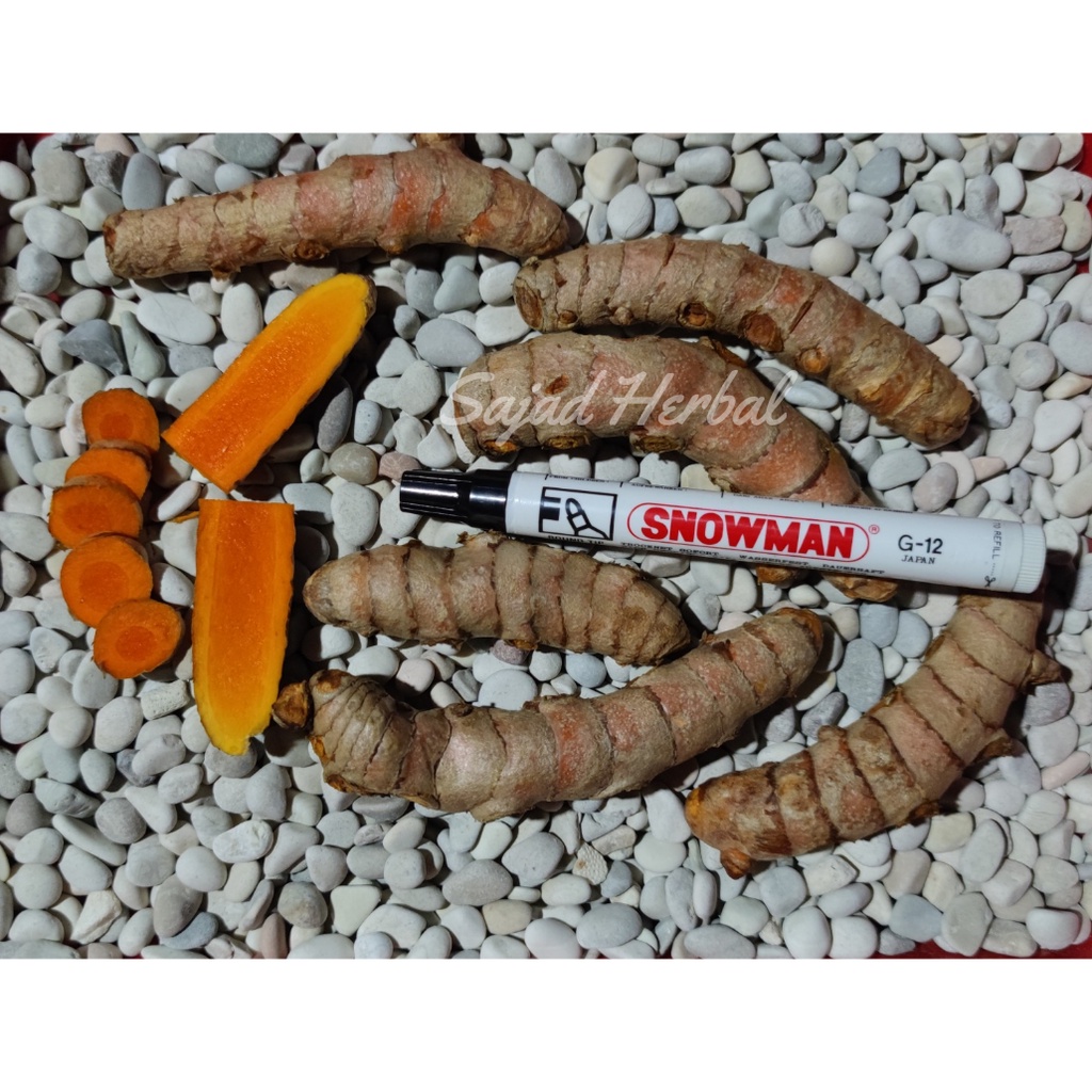 

Kunyit Super Ukuran Jumbo Segar Alami 1Kg (Curcuma longa Linn)