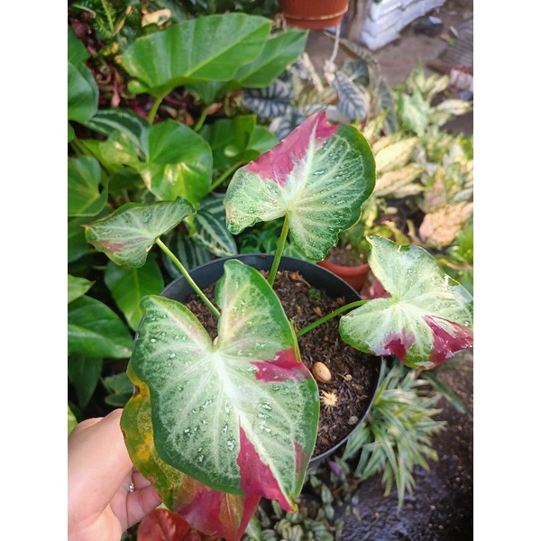 Keladi Cat Tumpah Dewasa