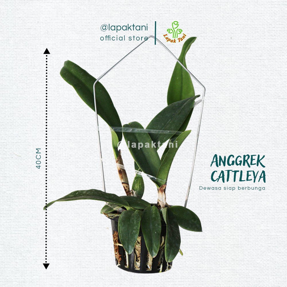 Anggrek Cattleya Dewasa Bunga Besar Siap Bunga