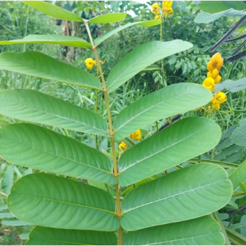 

20 lembar Daun ketepeng cina segar