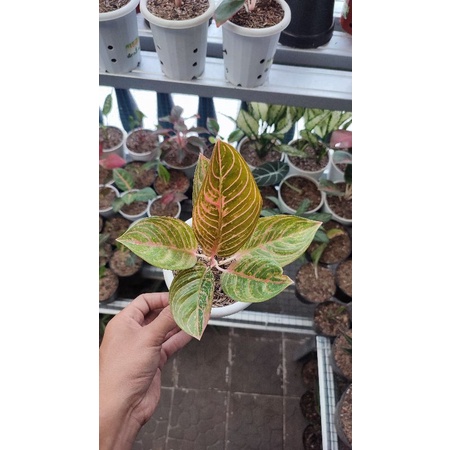 Aglonema Kresna Golden