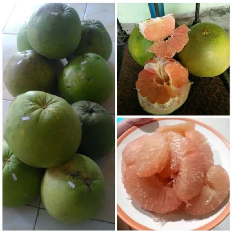 

Buah Jeruk Pamelo Madu