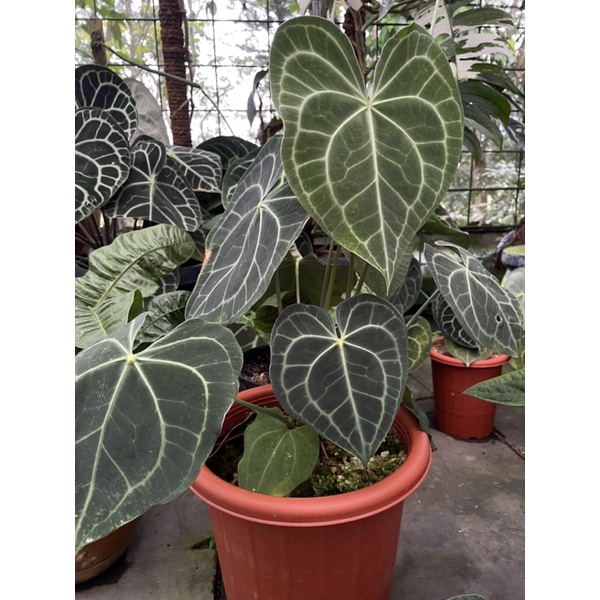 anthurium clarinervium dark form