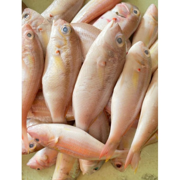 

Ikan Kurisi segar fresh