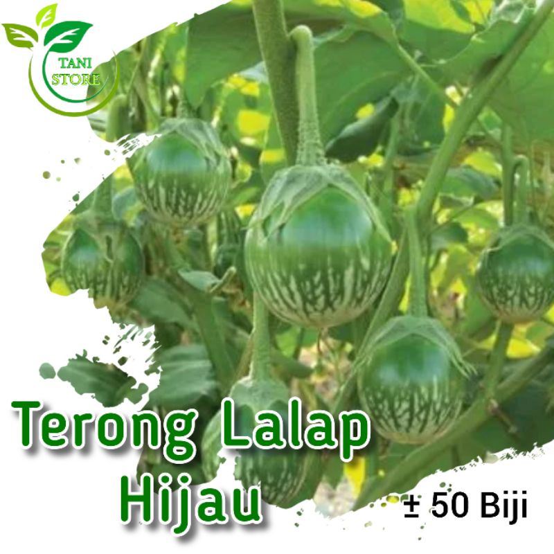 ±50 Biji benih terong lalap hijau_bibit terong lalap