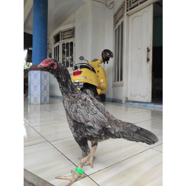 Ayam betina atau indukan Bangkok Birma brewok warna cantik