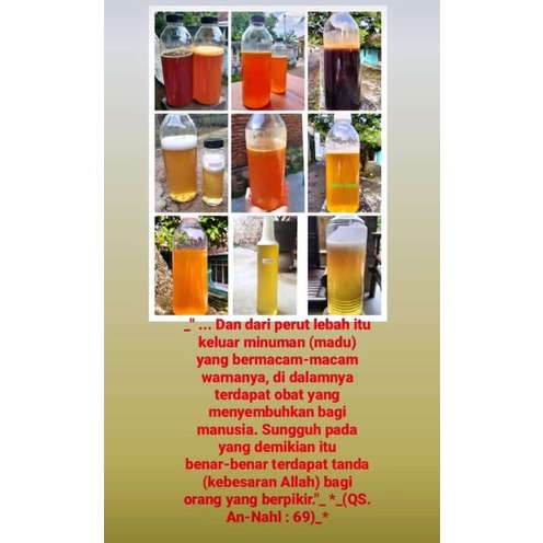 

Madu Hutan Murni Randu