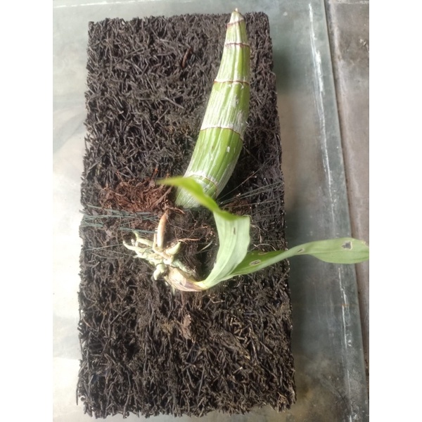 Bibit anggre (no id)