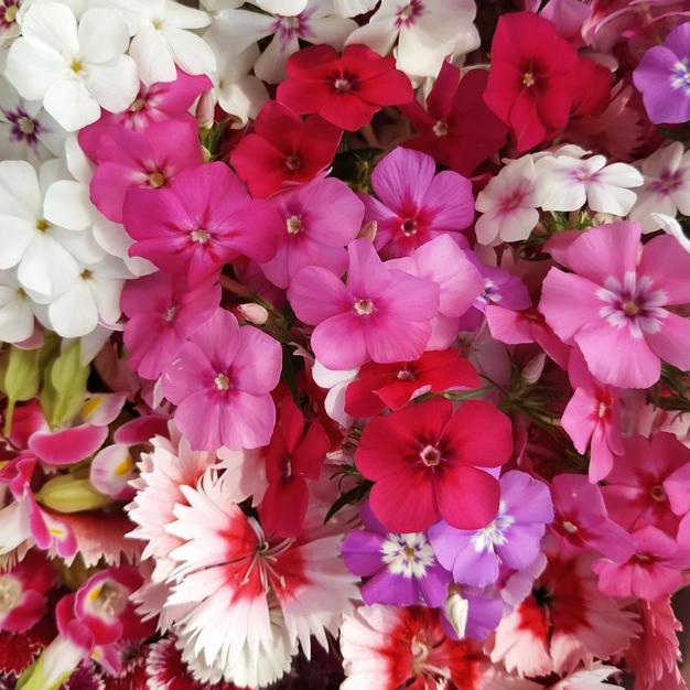 

✨BIG SALE✨ BIG MIX EDIBLE FLOWER - KOMPLIT 12MACAM BUNGA !!!!!