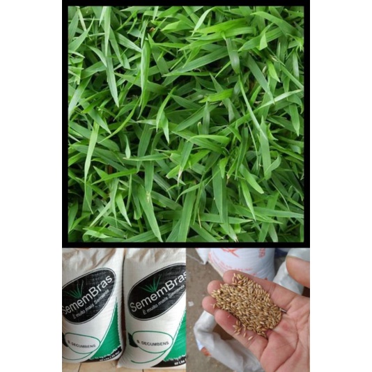 benih rumput pakan ternak 500gram - benih rumput ternak