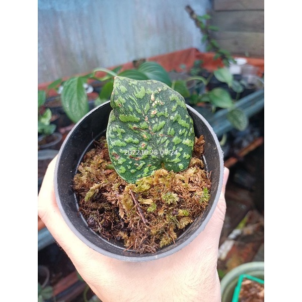 Tanaman Scindapsus Snake scale hijau stabilo