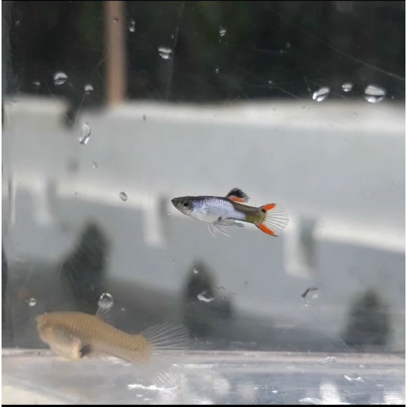 Endler Silverado