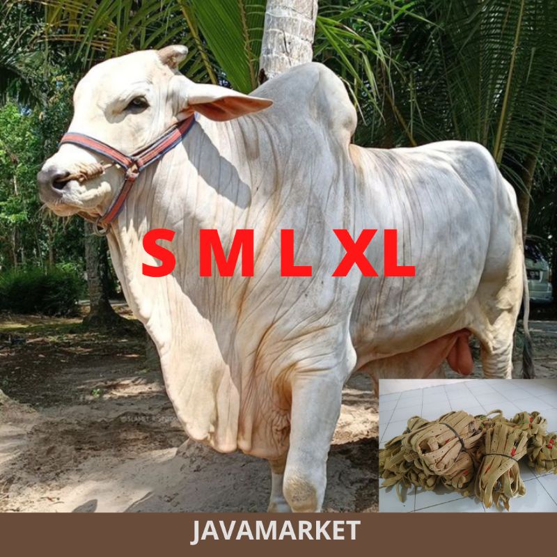 Brangus Kalung Sapi | Head Hearness Tali Keluh | Tambang Tali Moncong