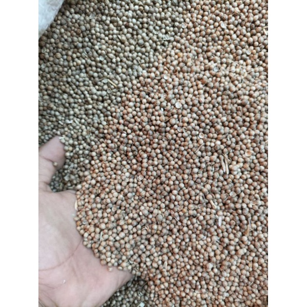 

KETUMBAR HITAM ASLI ALAMI