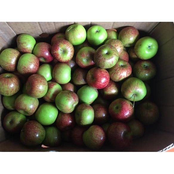 

Terlaris Apel malang Fresh termurah / Apel Malang / Apple / Buah apel segar !!!