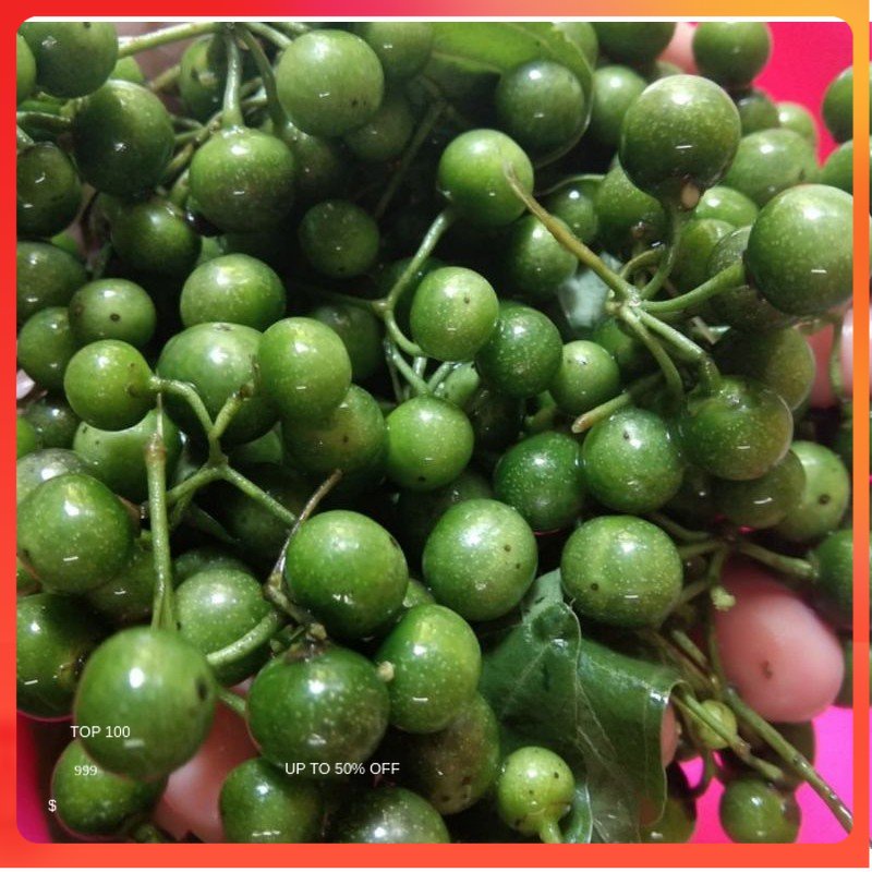 

[Yunko] Sayuran Leuncha Leunca Lenca 500 Gr Sayur Mayur Bersih Fresh Souvenir Cuci Gudang Grosir Promo Cod Gratis Ongkir Oleh Oleh Murah Terlaris Kualitas Bagus