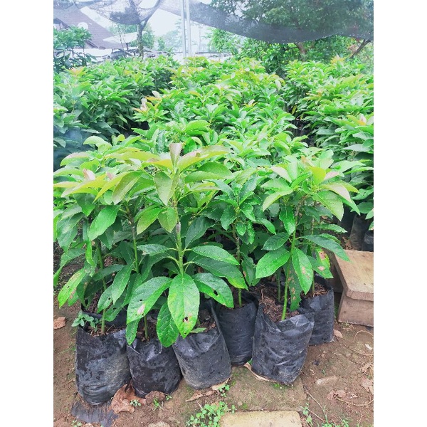 BIBIT ALPUKAT PLUWANG