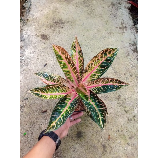 pride of Sumatra mutasi..