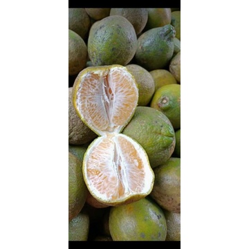 

jeruk madu susu 1kg 10rb manis ya