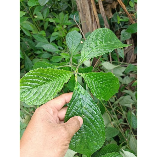 

daun pecah beling segar