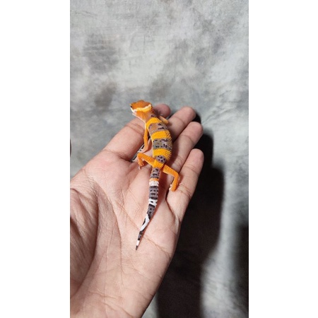 Mainan Baby Gecko (Super Lemon Frost)