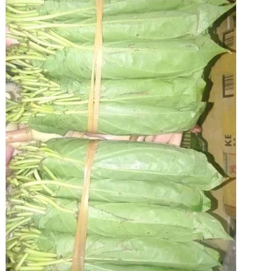 

✨New✨ Daun Sirih Asli Tanah Karo 2 kepit/Baris 