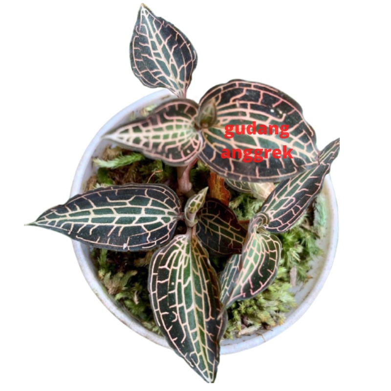 anggrek mutiara goodyera tanaman mini paludarium