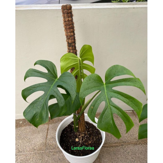(BISA COD) Tanaman Merambat Monstera Deliciosa Murah REALPICT / Monstera Deliciosa / Bunga Hidup Mon