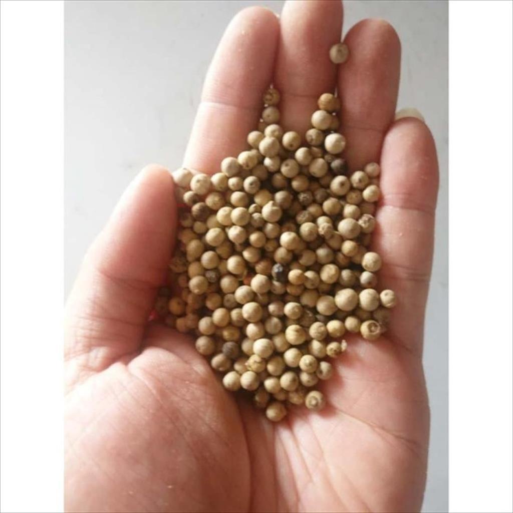 Lada Putih Biji / Whole Pure White Pepper 1 KG