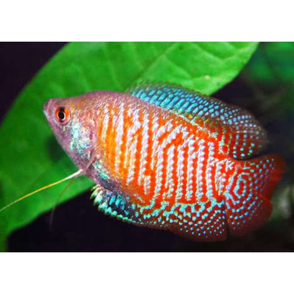 Hiasan Akuarium Gourami Dwarf